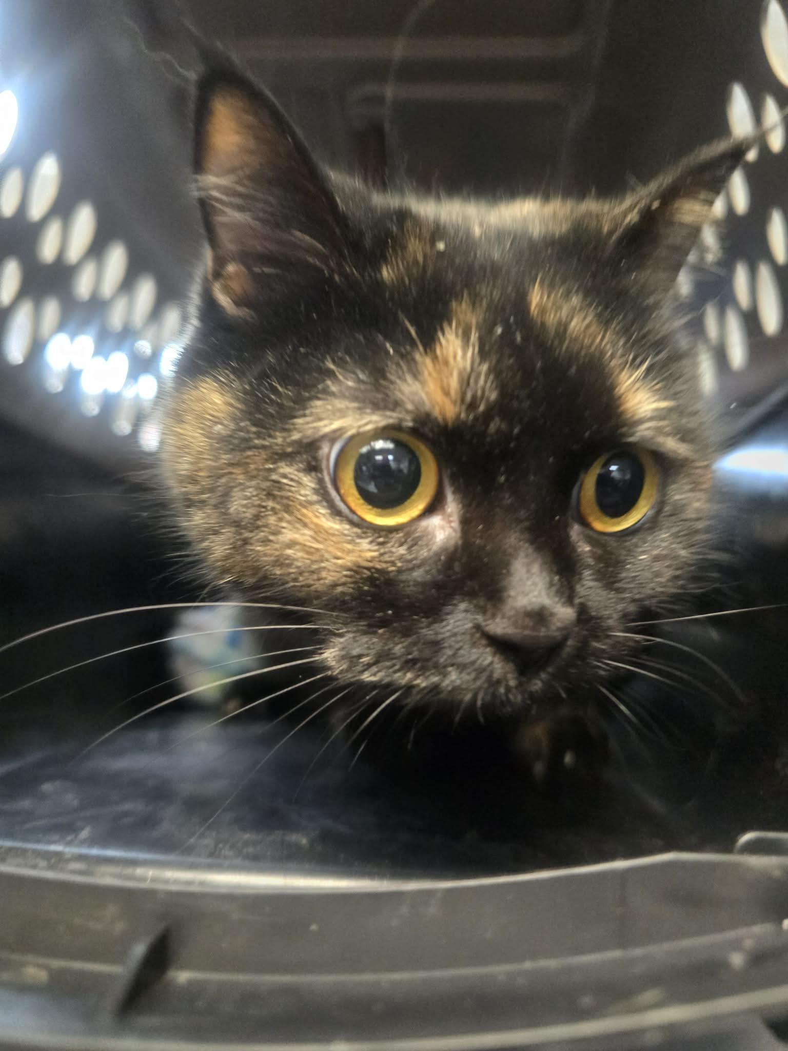 Aurora, a ADOPTABLE Domestic Short Hair in Rock Falls, IL image 4/6