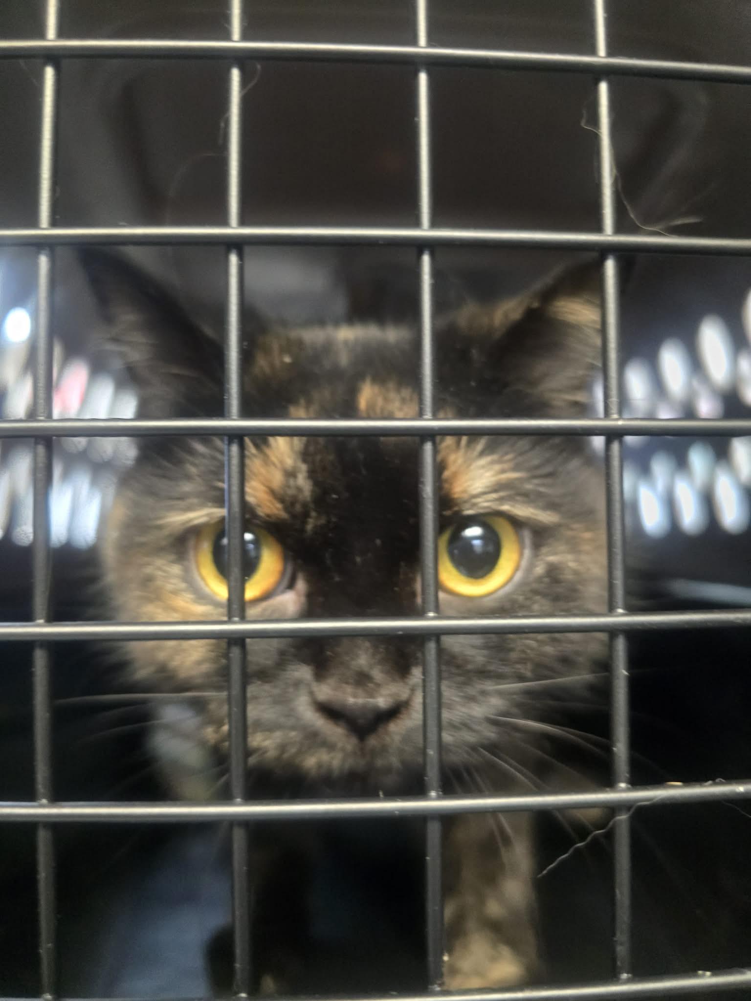 Aurora, a ADOPTABLE Domestic Short Hair in Rock Falls, IL image 5/6