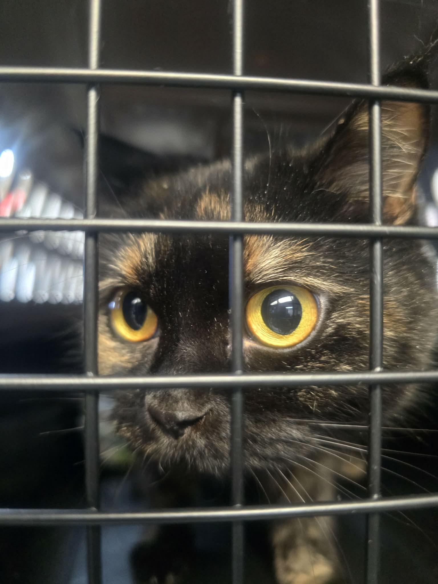 Aurora, a ADOPTABLE Domestic Short Hair in Rock Falls, IL image 6/6