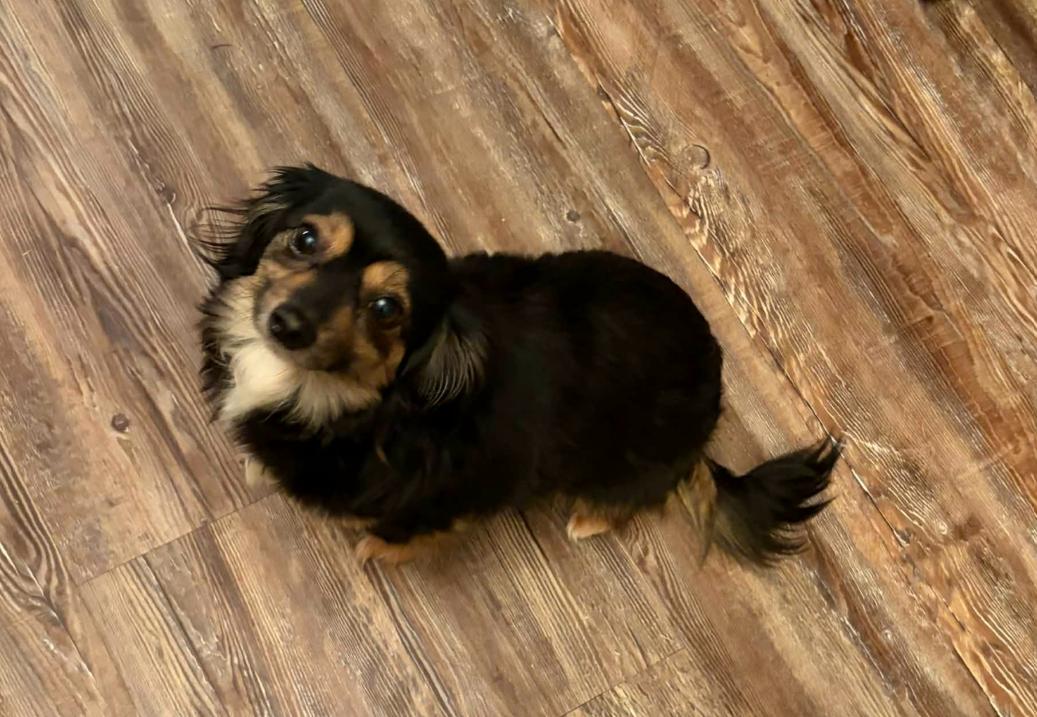 Enlarge Dolly Adopted, a Adopted Chihuahua in Cranston, RI image 2/3