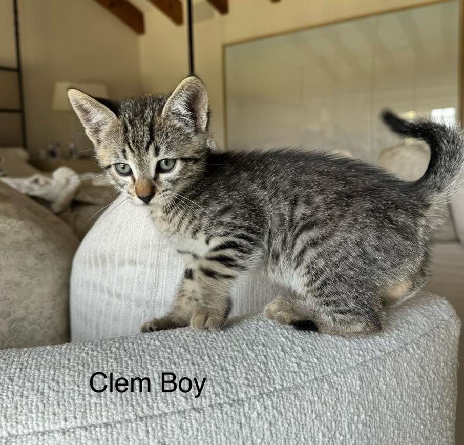 Clem, Adopted, Young Male American Shorthair.