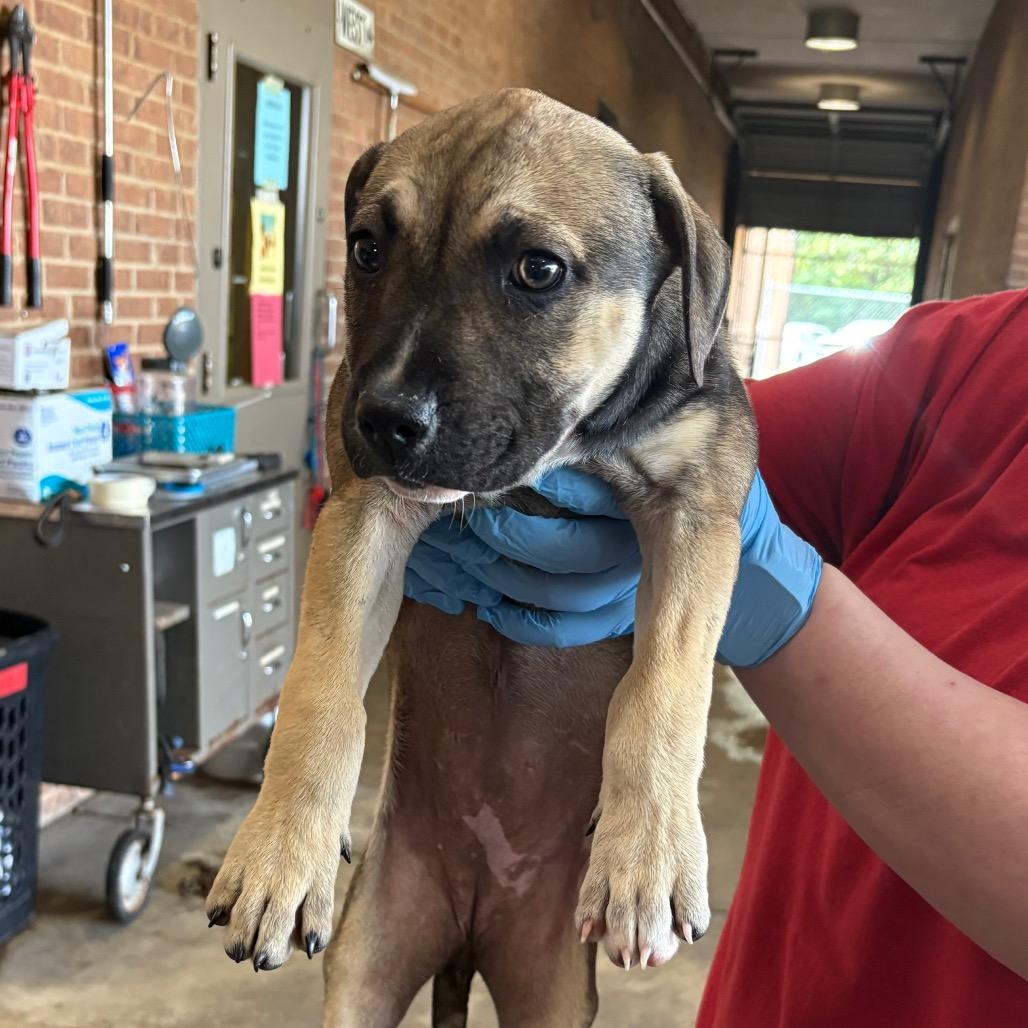 Shirley, Adoptable, Puppy Female Shepherd.