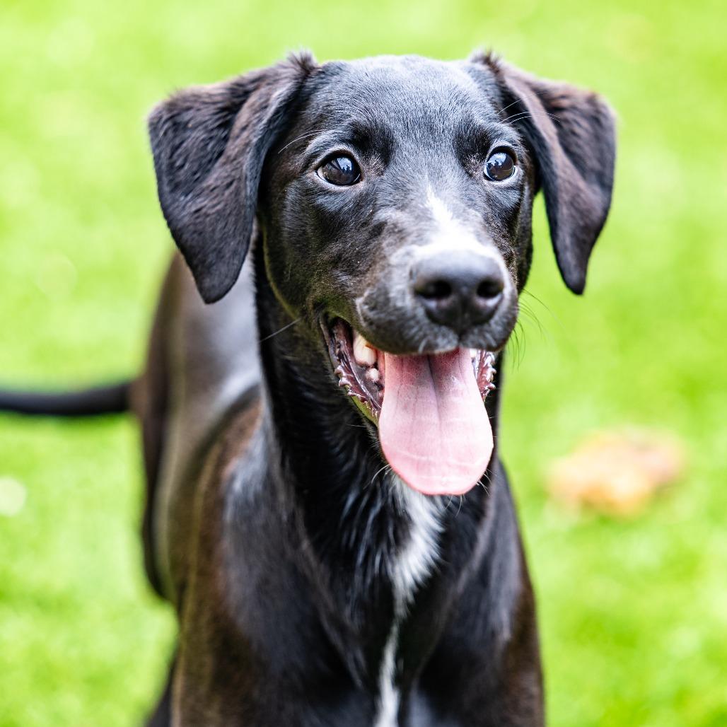 Tracker, Adoptable, Puppy Male Whippet & Golden Retriever.