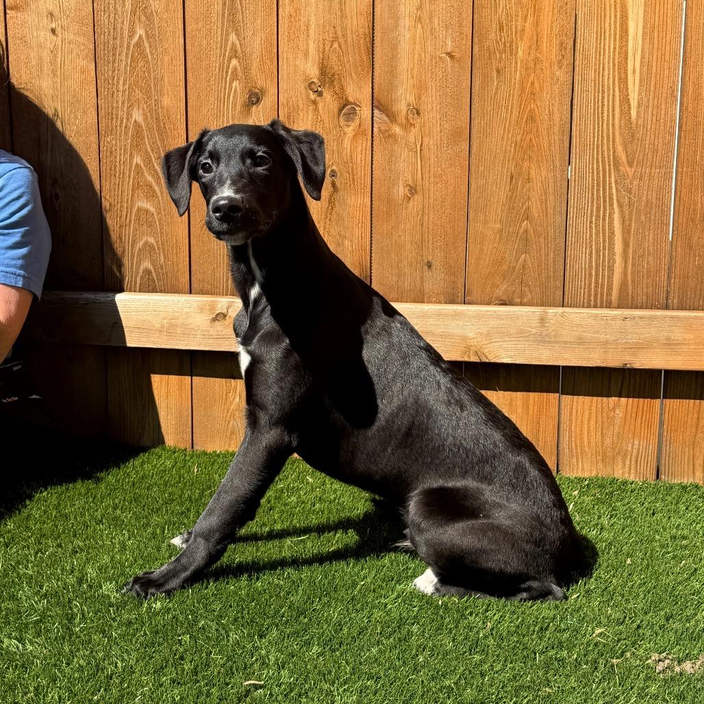Enlarge Tracker, a Adoptable mixed breed in Naperville, IL image 2/6
