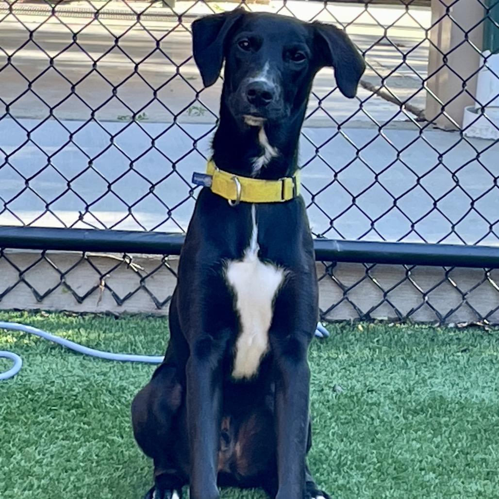 Enlarge Tracker, a Adoptable mixed breed in Naperville, IL image 2/6