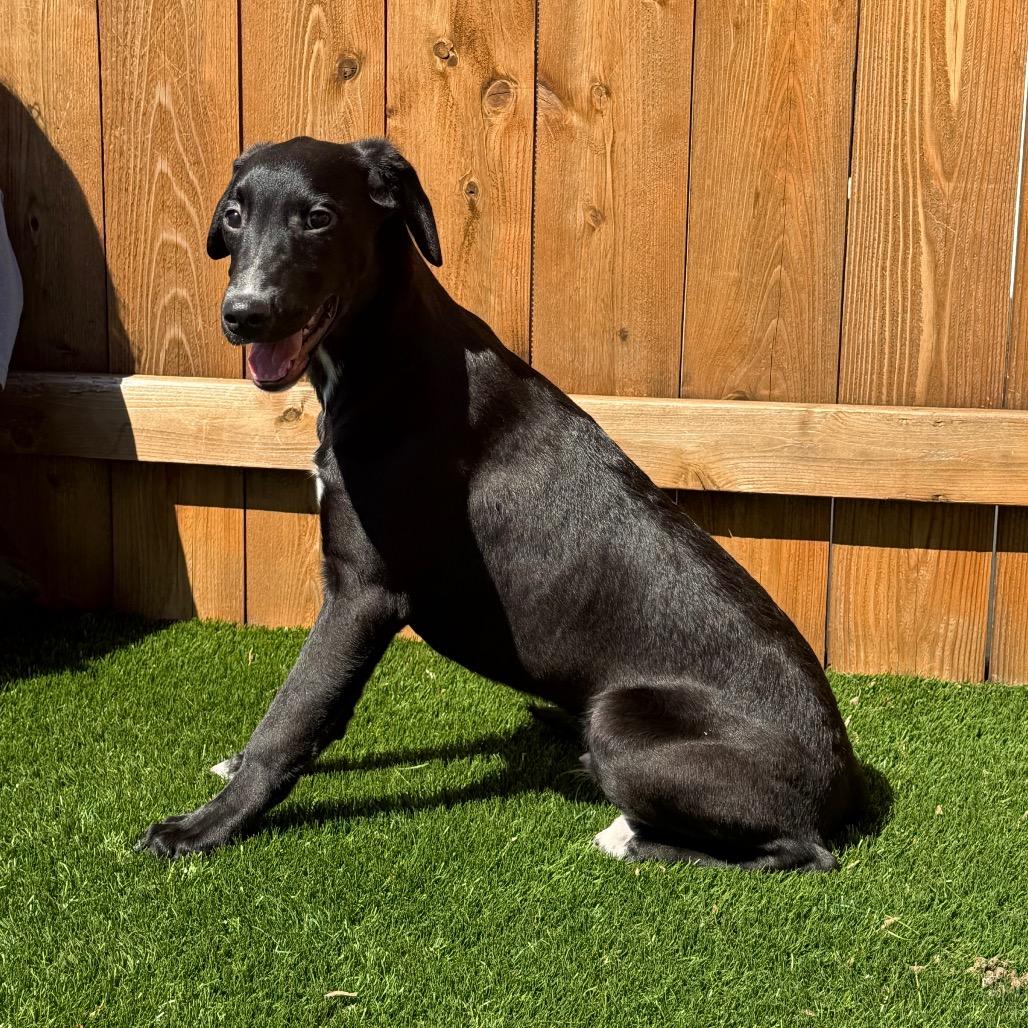 Enlarge Tracker, a Adoptable mixed breed in Naperville, IL image 3/6