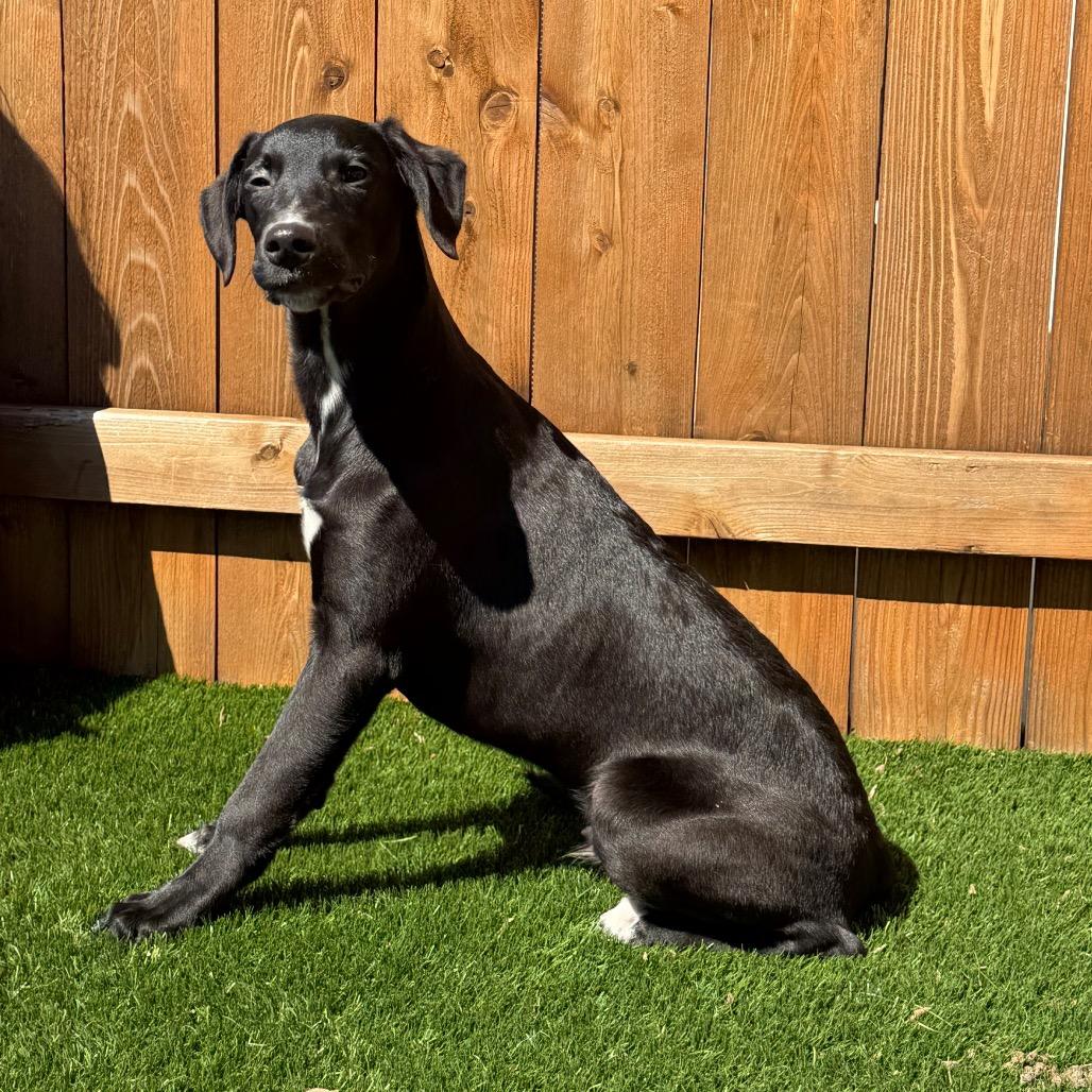 Enlarge Tracker, a Adoptable mixed breed in Naperville, IL image 4/6