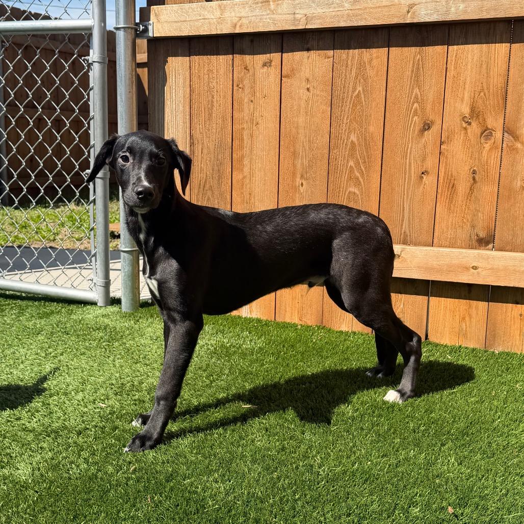 Enlarge Tracker, a Adoptable mixed breed in Naperville, IL image 5/6
