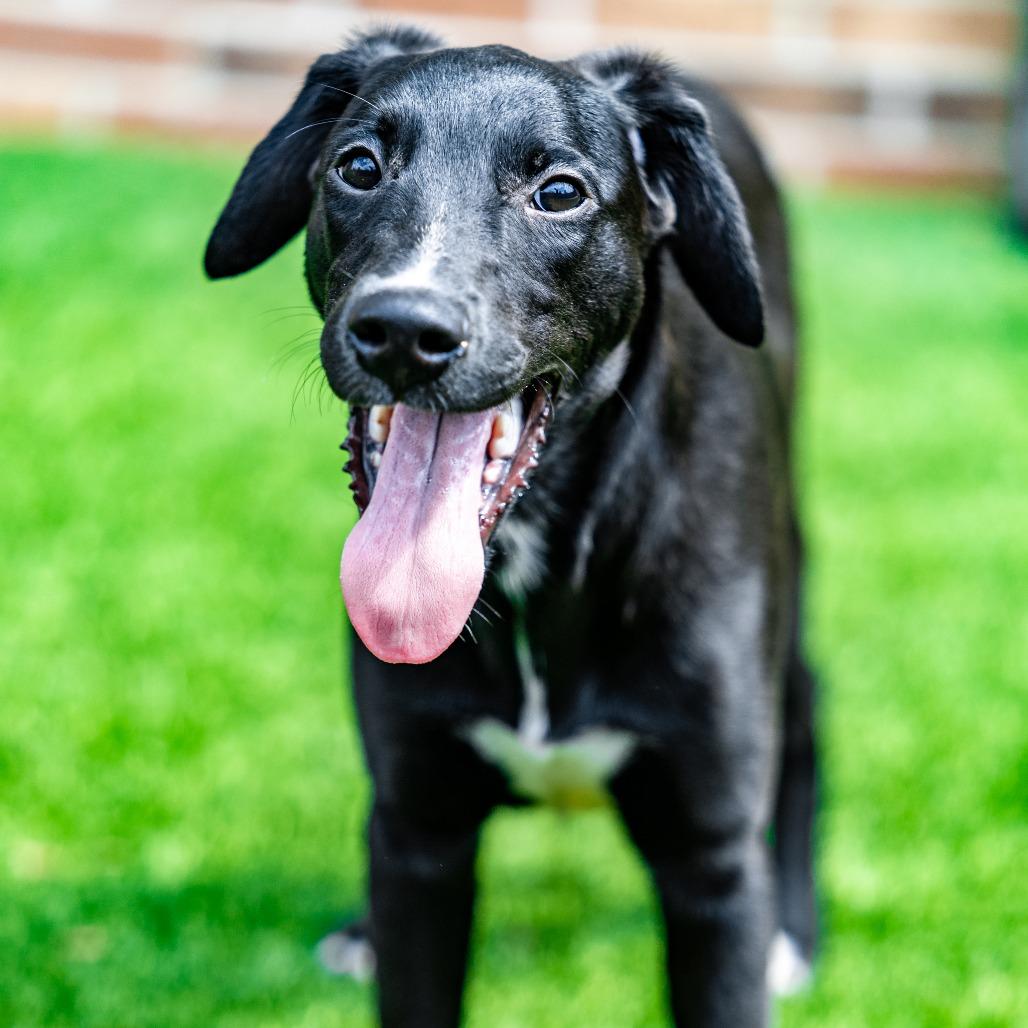 Enlarge Tracker, a Adoptable mixed breed in Naperville, IL image 6/6