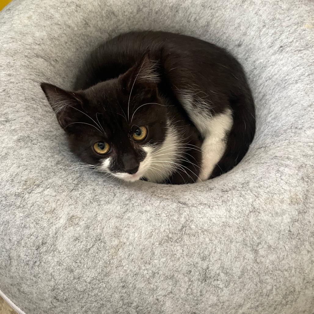 Tilt-A-Whirl, a Adoptable Domestic Short Hair in Shelbyville, IN image 1/5