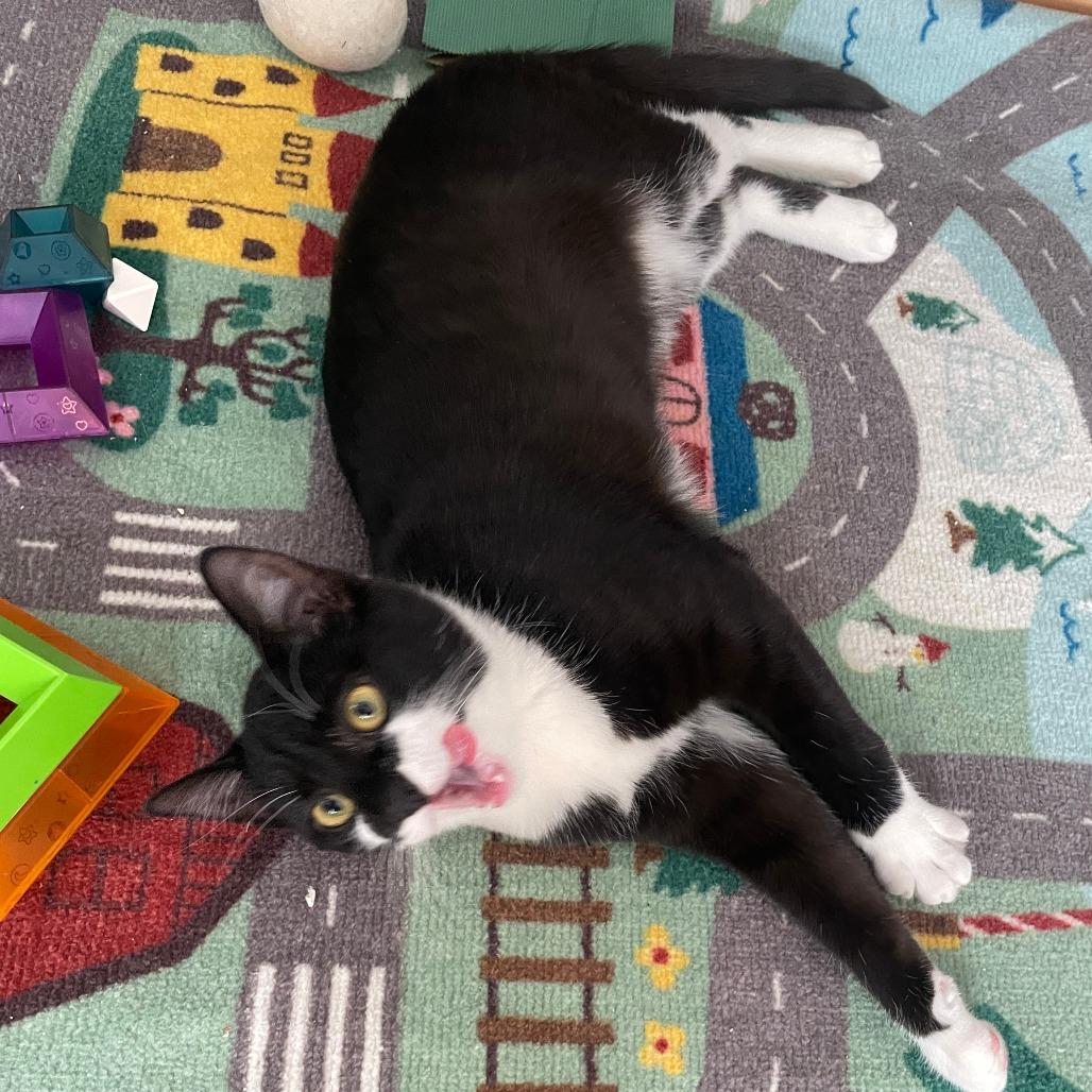 Tilt-A-Whirl, a Adoptable Domestic Short Hair in Shelbyville, IN image 2/5