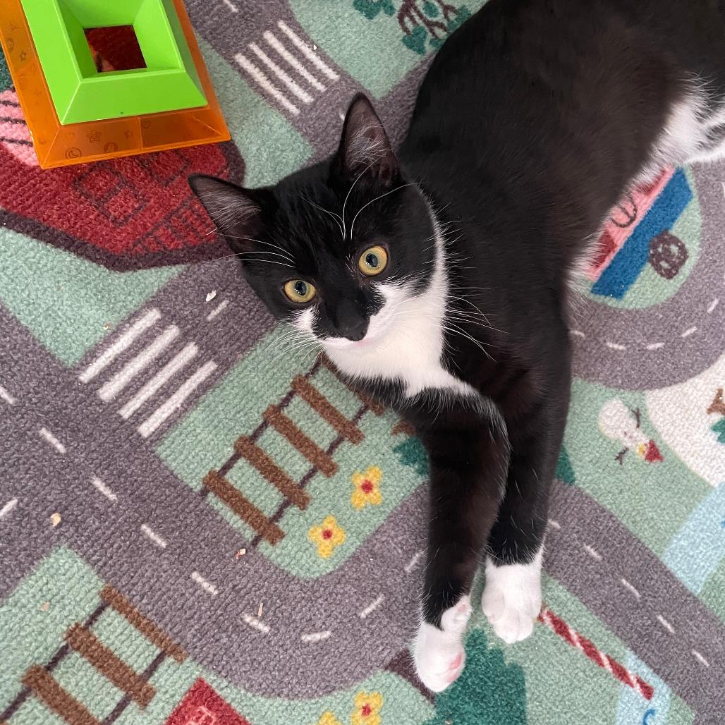 Tilt-A-Whirl, a Adoptable Domestic Short Hair in Shelbyville, IN image 4/5