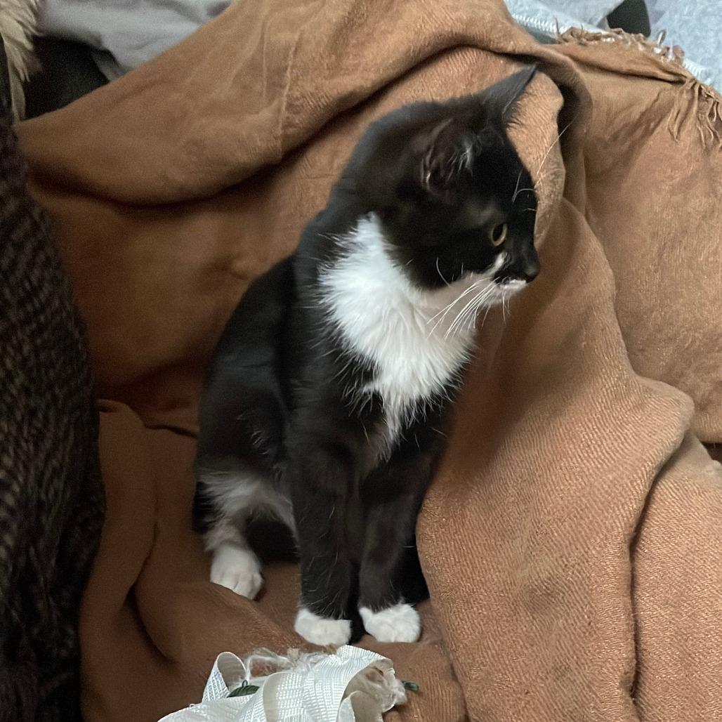 Tilt-A-Whirl, a Adoptable Domestic Short Hair in Shelbyville, IN image 5/5