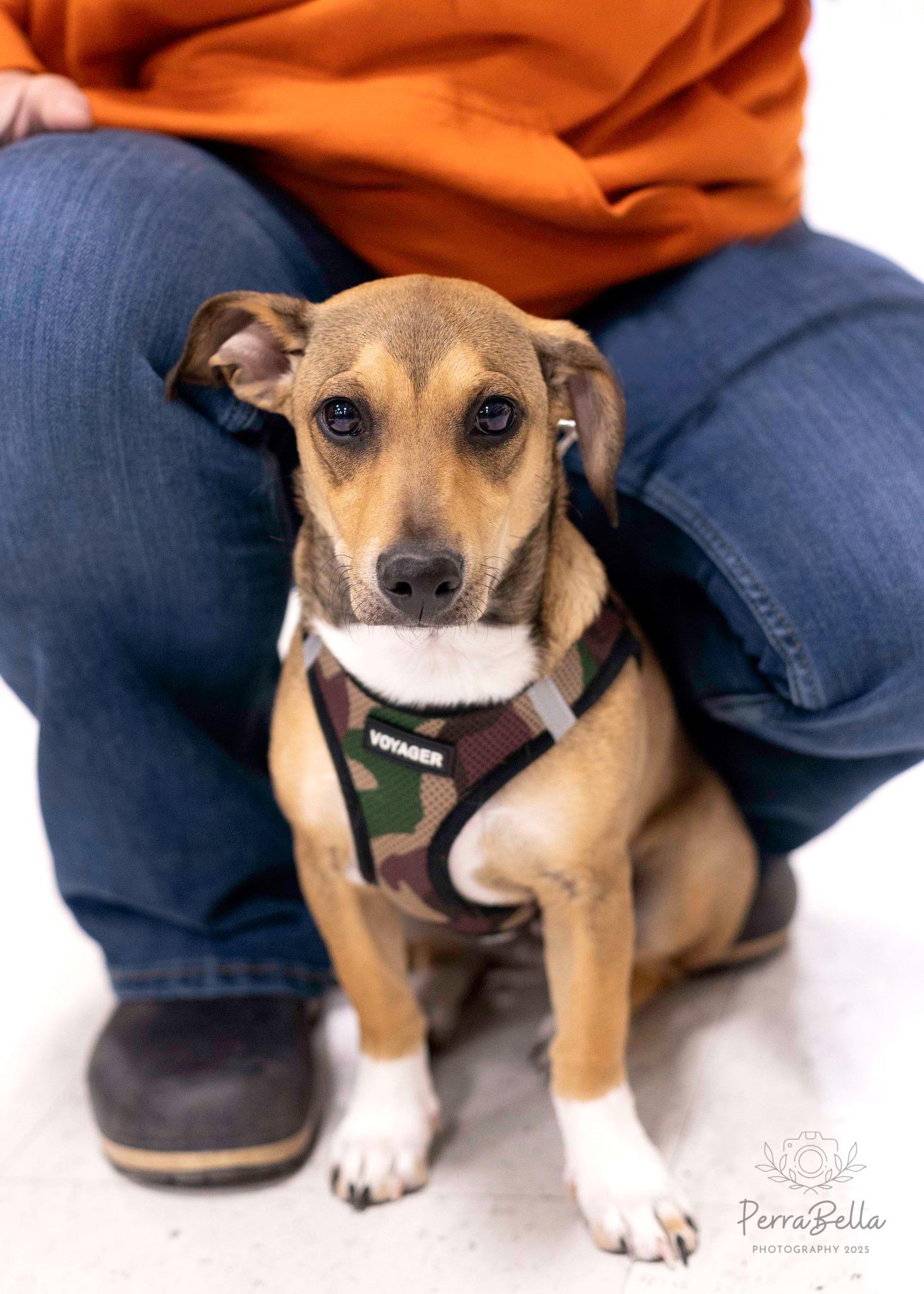 Jack, Adoptable, Young Male Chihuahua.