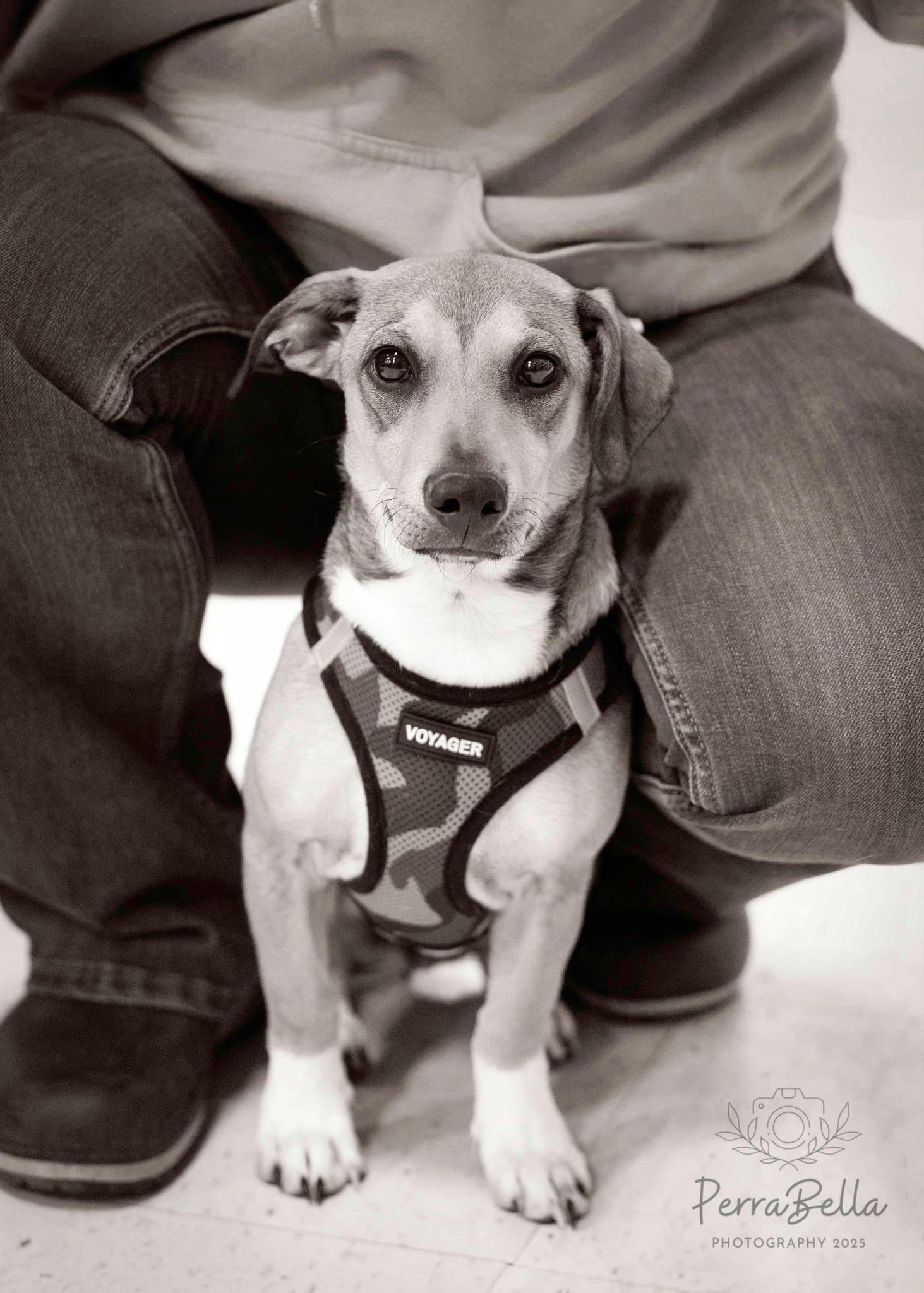 Enlarge Jack, a Adoptable Chihuahua in West Richland, WA image 2/6