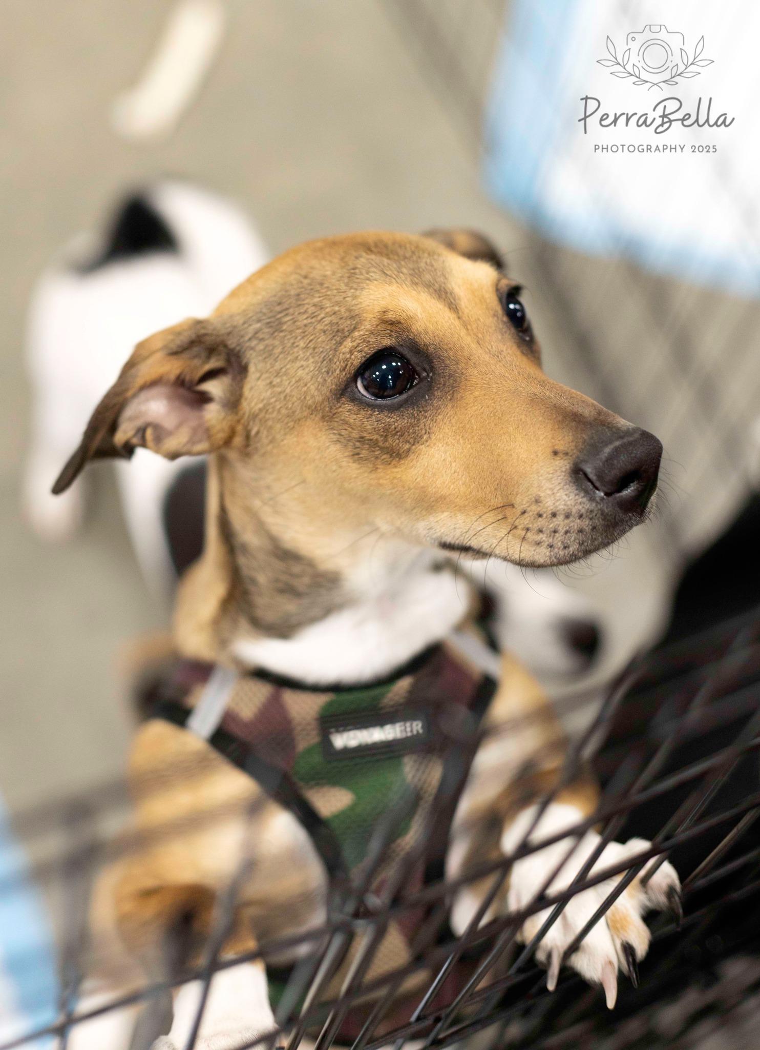 Enlarge Jack, a Adoptable Chihuahua in West Richland, WA image 3/6