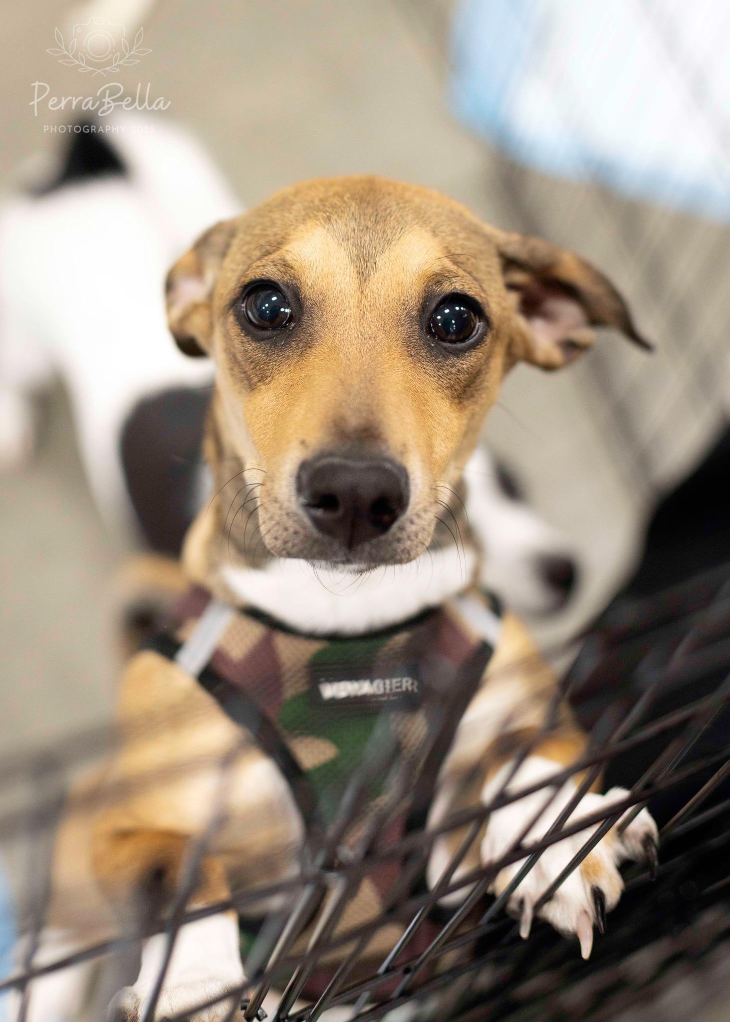 Enlarge Jack, a Adoptable Chihuahua in West Richland, WA image 4/6