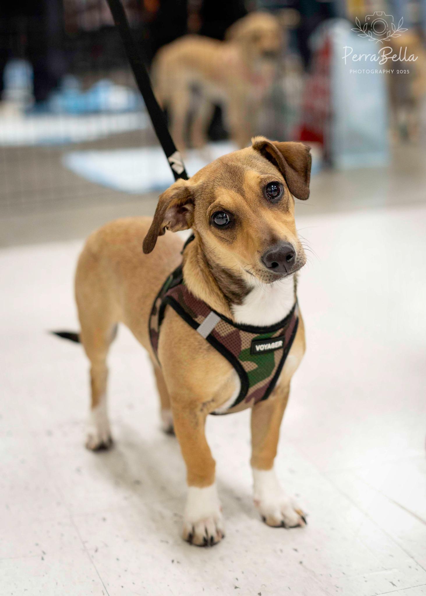 Enlarge Jack, a Adoptable Chihuahua in West Richland, WA image 5/6