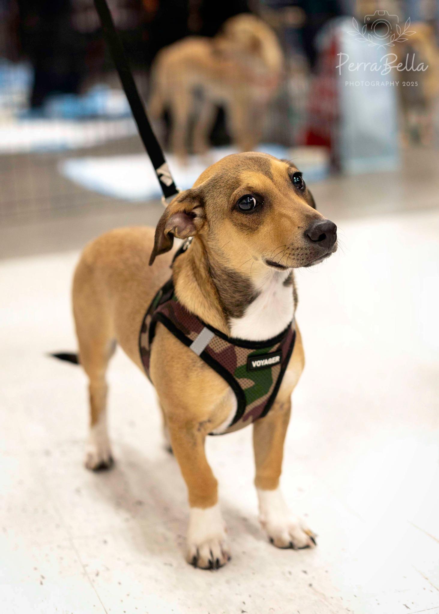 Enlarge Jack, a Adoptable Chihuahua in West Richland, WA image 6/6