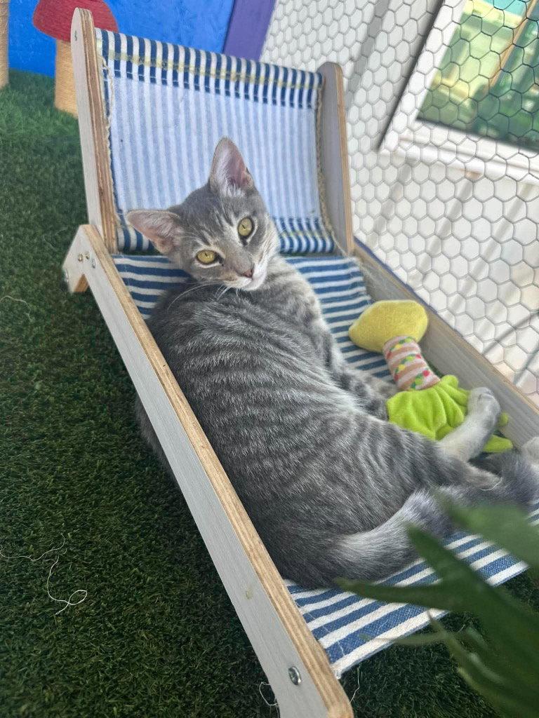 Pebbles, Adoptable, Kitten Male Domestic Short Hair.