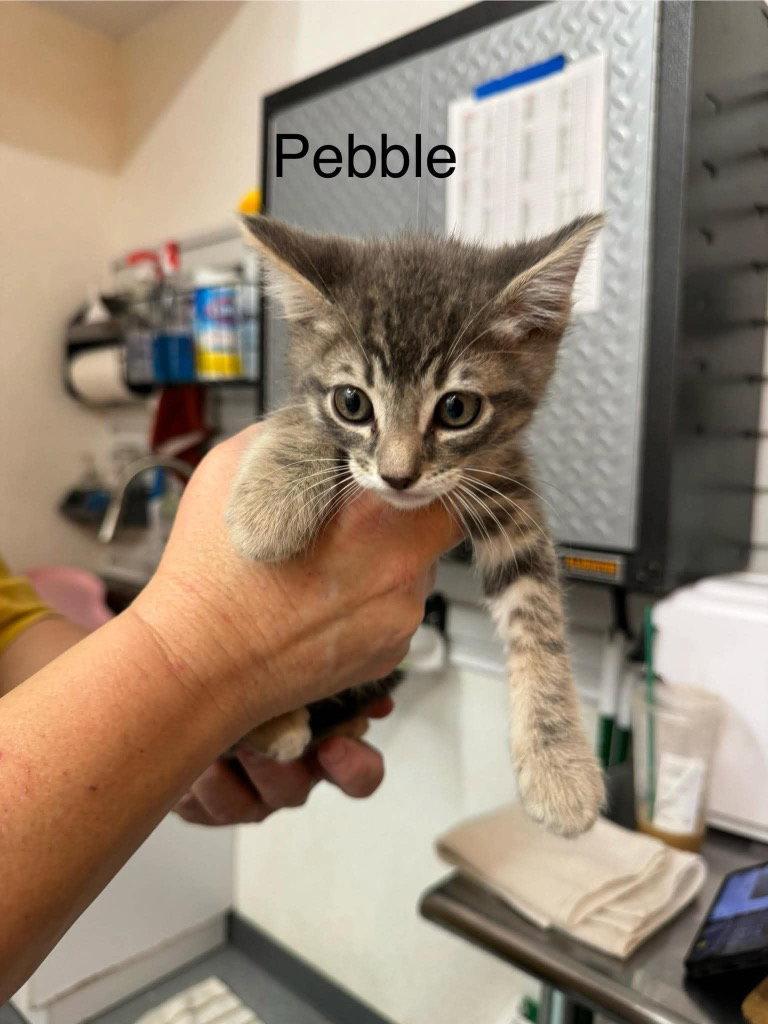 Pebbles, Adoptable, Kitten Male Domestic Short Hair.