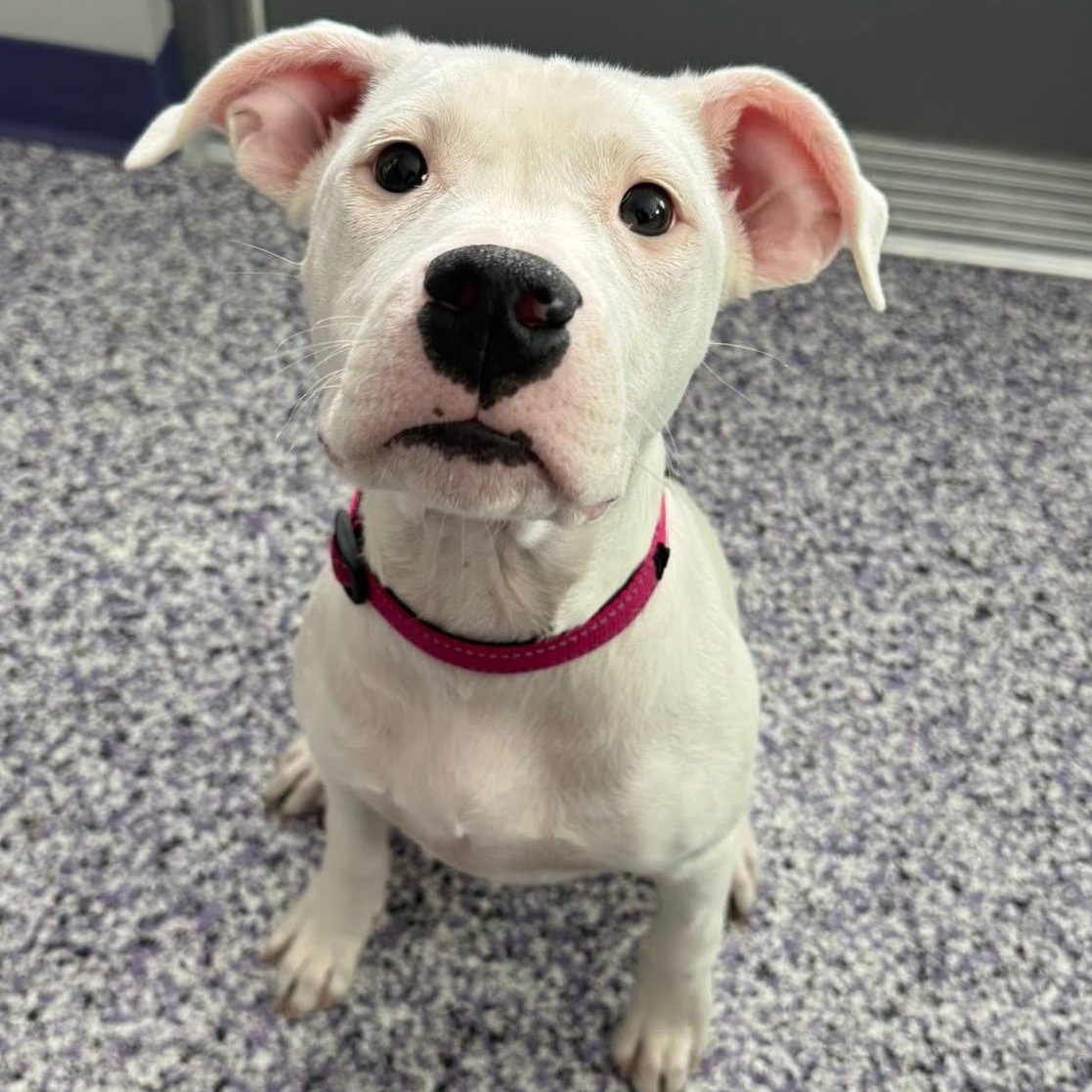 Enlarge Juno, a Adoptable Pit Bull Terrier in Painesville, OH image 4/6