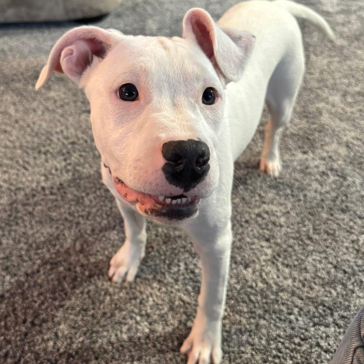 Enlarge Juno, a Adoptable Pit Bull Terrier in Painesville, OH image 5/6