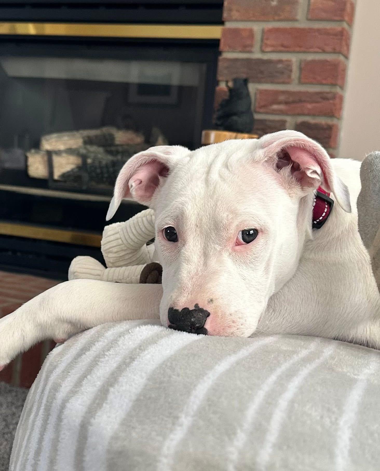 Enlarge Juno, a Adoptable Pit Bull Terrier in Painesville, OH image 3/6