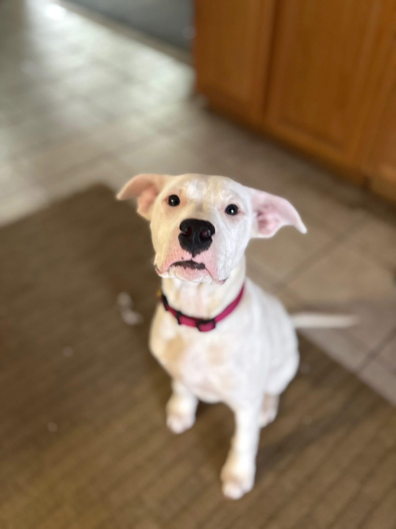 Juno, Adoptable, Puppy Female Pit Bull Terrier.