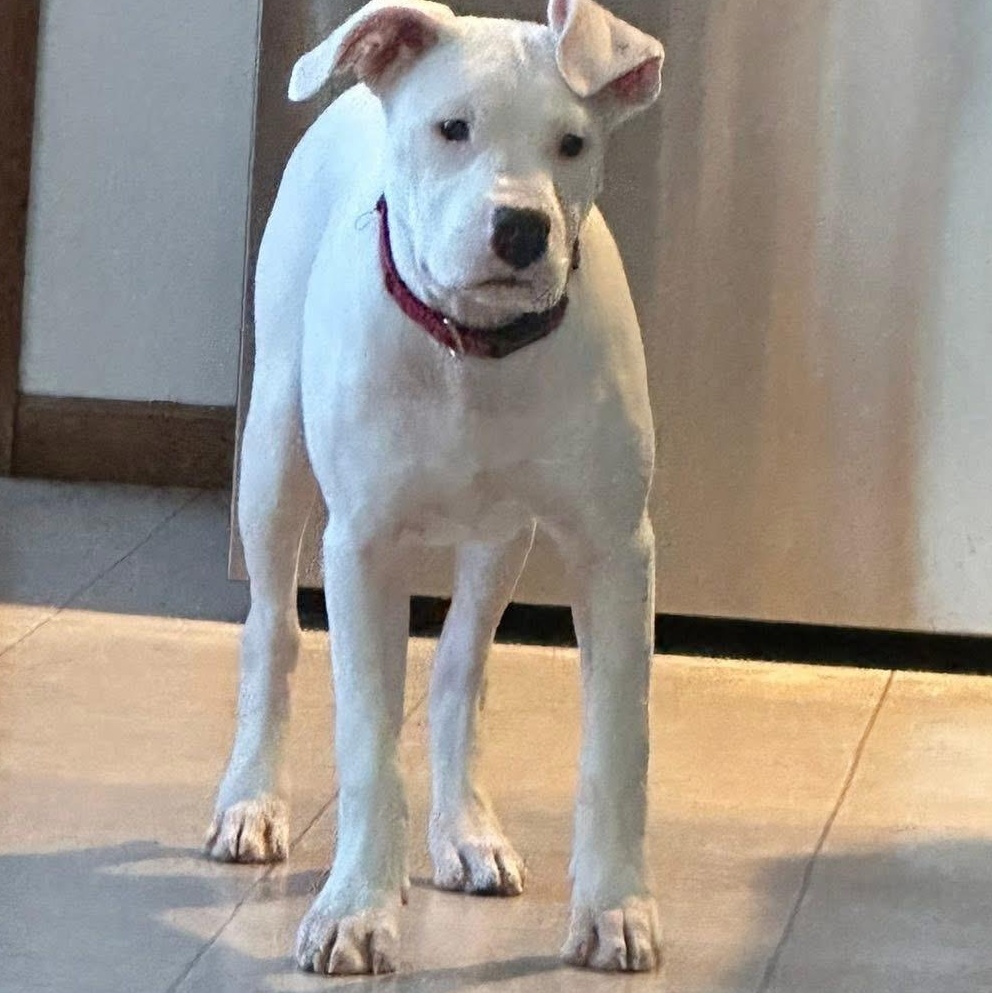 Enlarge Juno, a Adoptable Pit Bull Terrier in Painesville, OH image 6/6