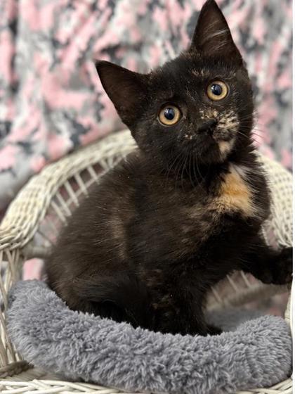 Enlarge Stormy, a Adoptable mixed breed in Picayune, MS image 1/3