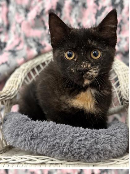 Enlarge Stormy, a Adoptable mixed breed in Picayune, MS image 2/3