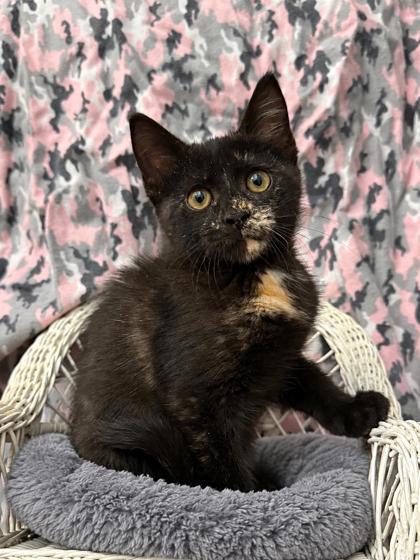 Enlarge Stormy, a Adoptable mixed breed in Picayune, MS image 3/3
