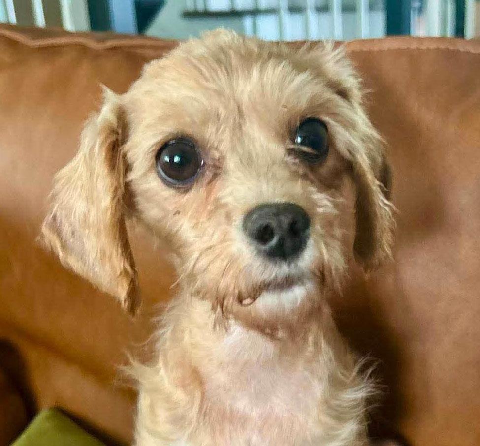 Coco (AO37067), adopted, Adult Female Shih Tzu.