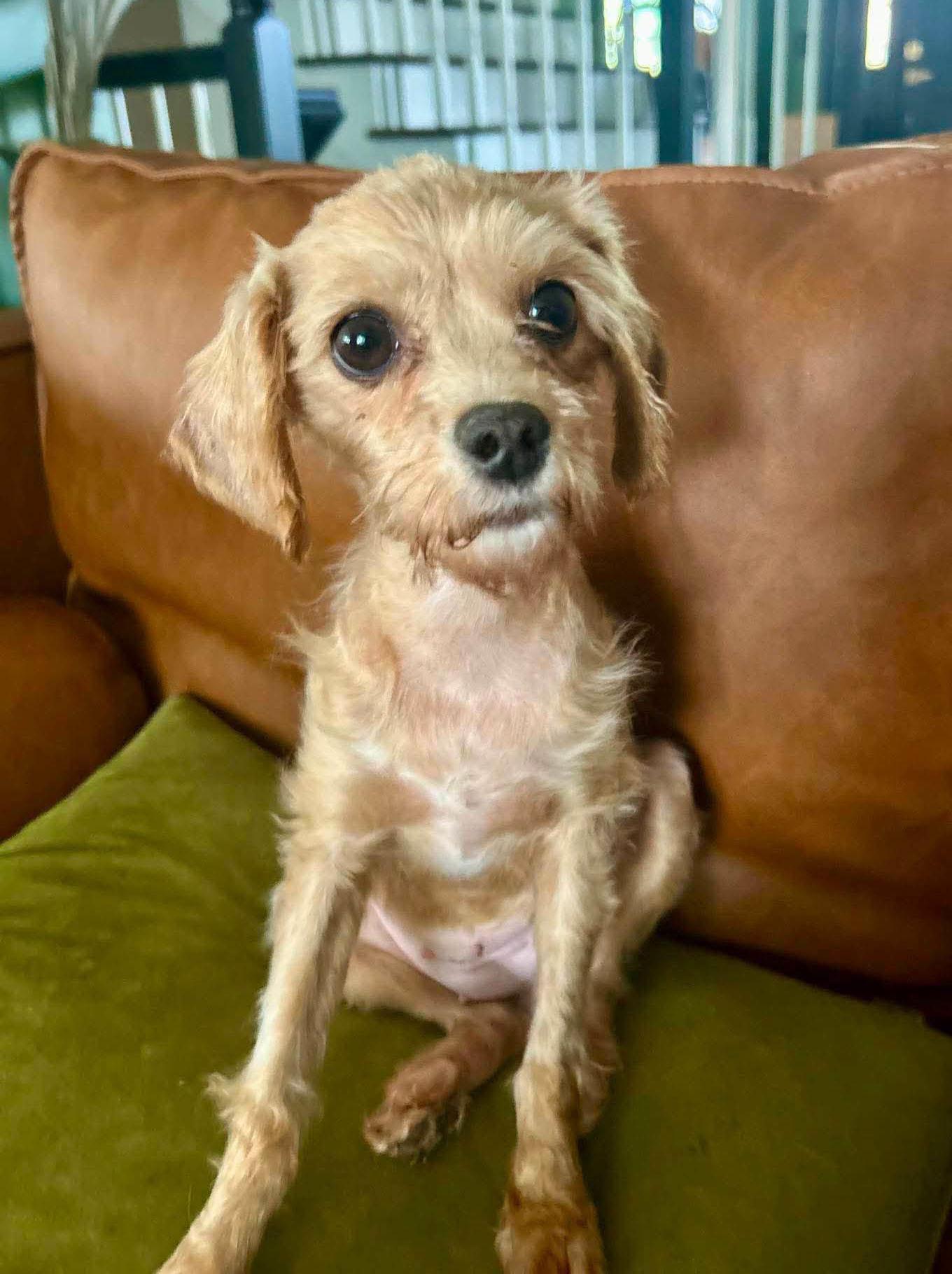 Coco (AO37067), an adopted mixed breed in Kansas City, KS image 2/2