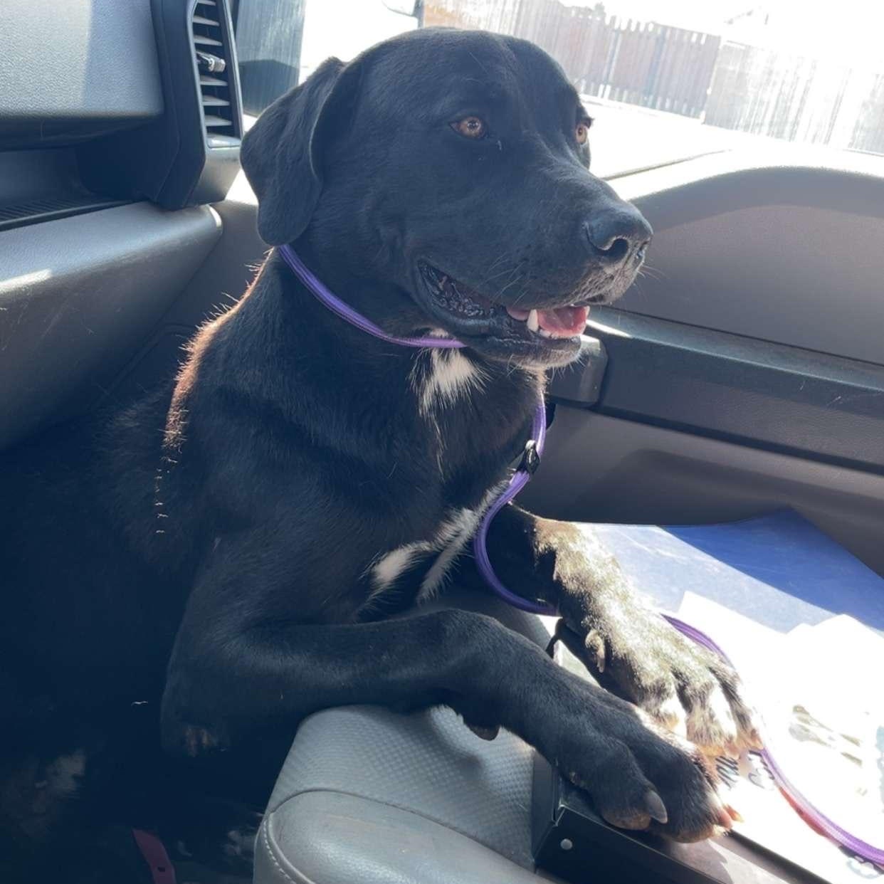 Atlas, Adopted, Young Male Black Labrador Retriever & Great Dane.