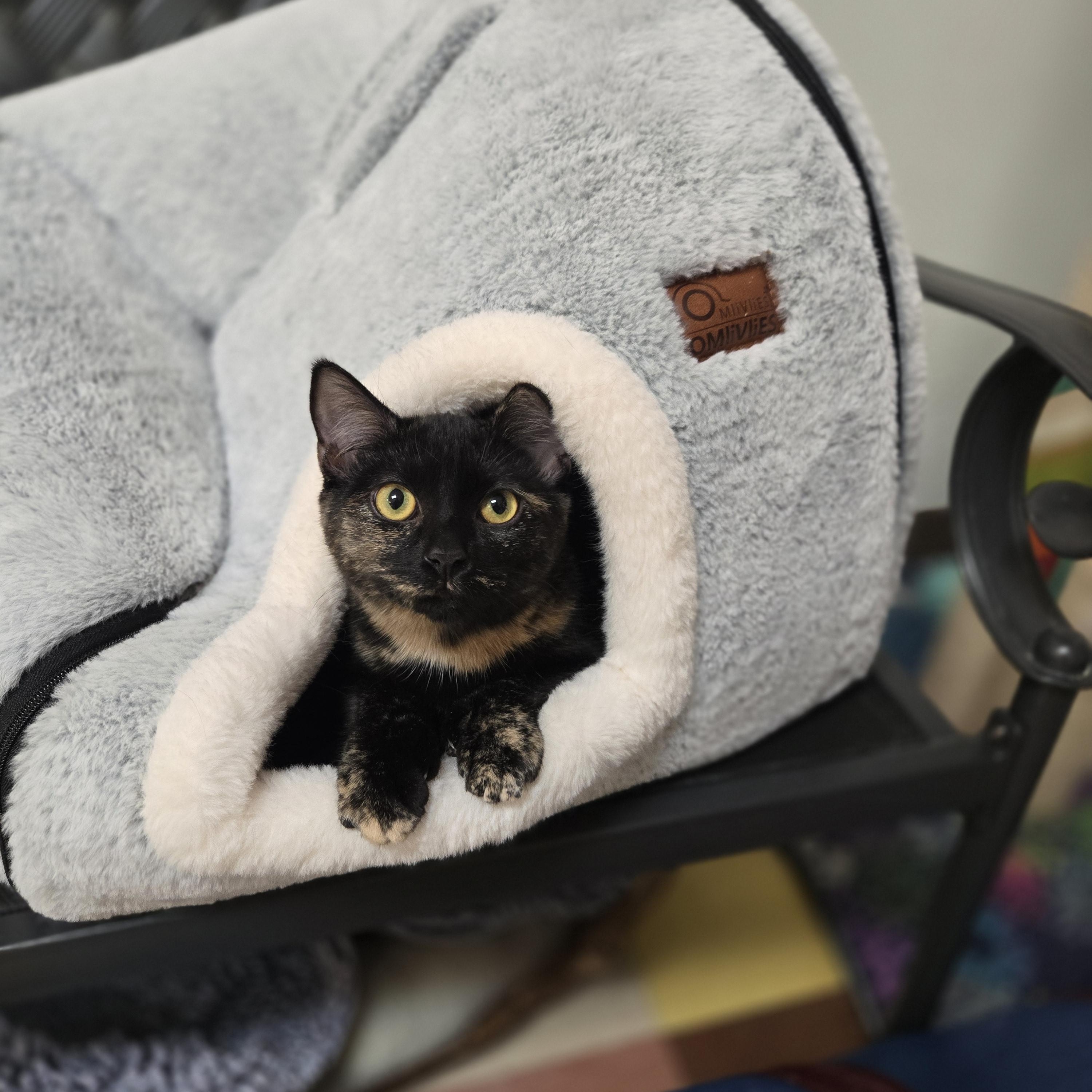 Enlarge Pico, a ADOPTABLE Domestic Short Hair in Paris, ME image 2/2