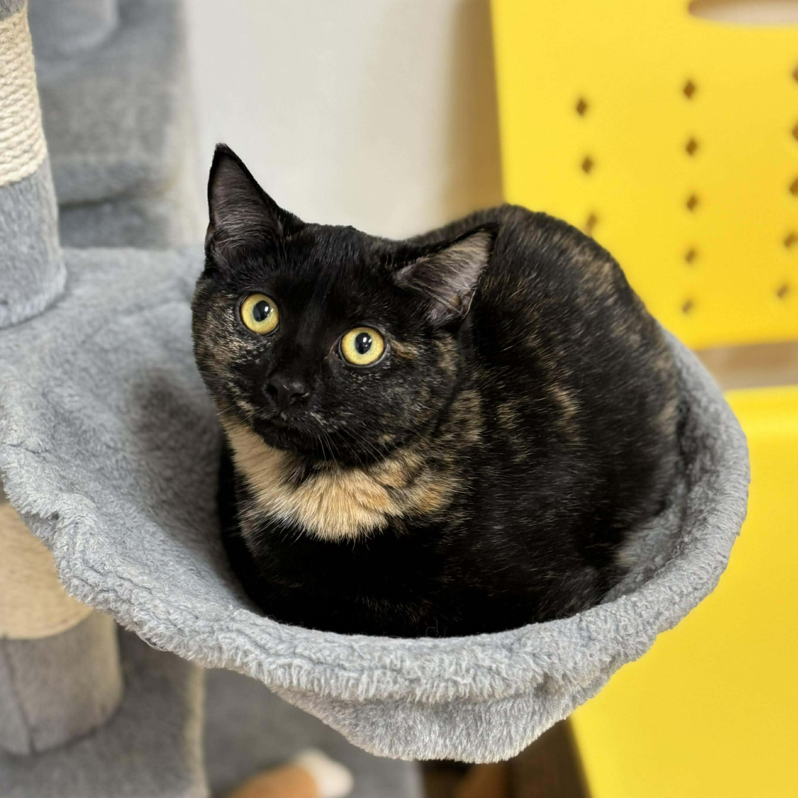 Pico, ADOPTABLE, Kitten Female Domestic Short Hair.