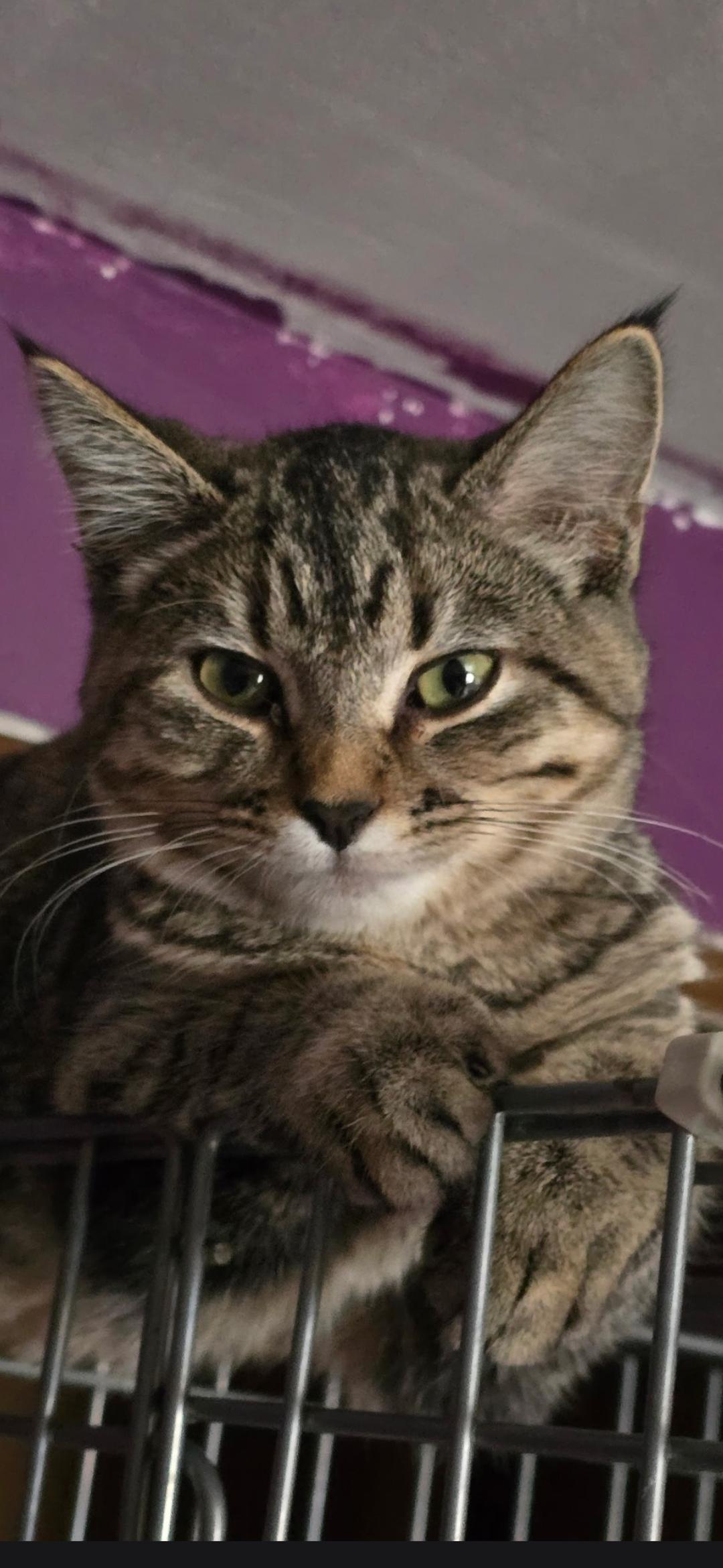 Sara, Adoptable, Kitten Female Domestic Short Hair.