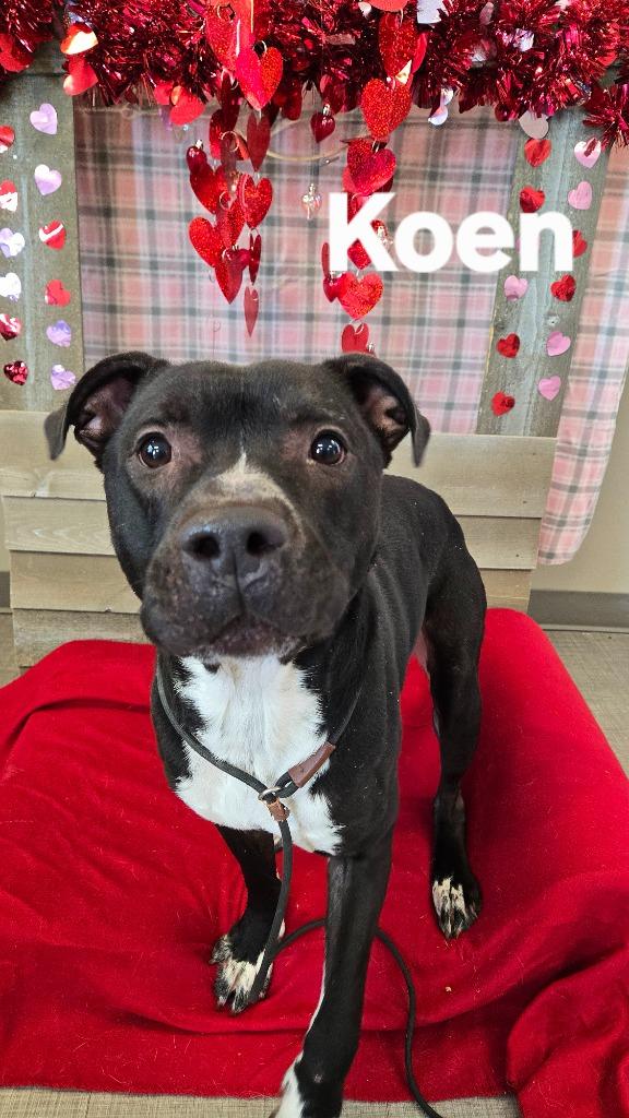 Koen Yrly 10, Adoptable, Adult Male Pit Bull Terrier.