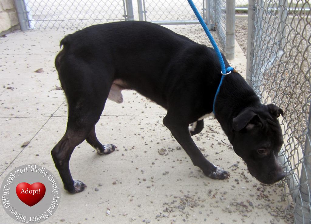 Koen Yrly 10, Adoptable, Adult Male Pit Bull Terrier.