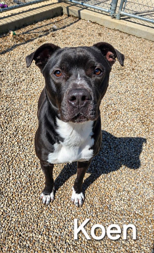 Koen Yrly 10, a Adoptable Pit Bull Terrier in Sidney, OH image 2/6