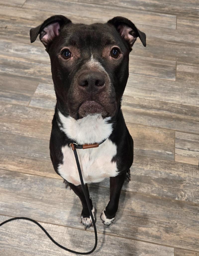 Enlarge Koen Yrly 10, a Adoptable Pit Bull Terrier in Sidney, OH image 2/6