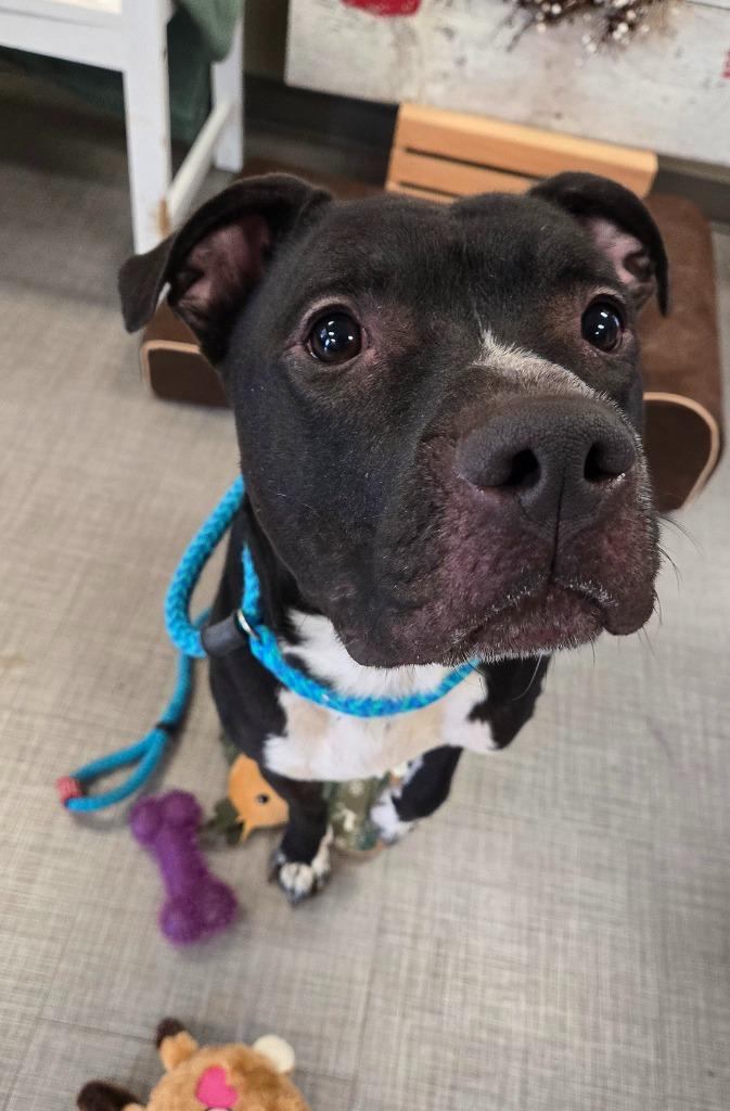 Enlarge Koen Yrly 10, a Adoptable Pit Bull Terrier in Sidney, OH image 3/6