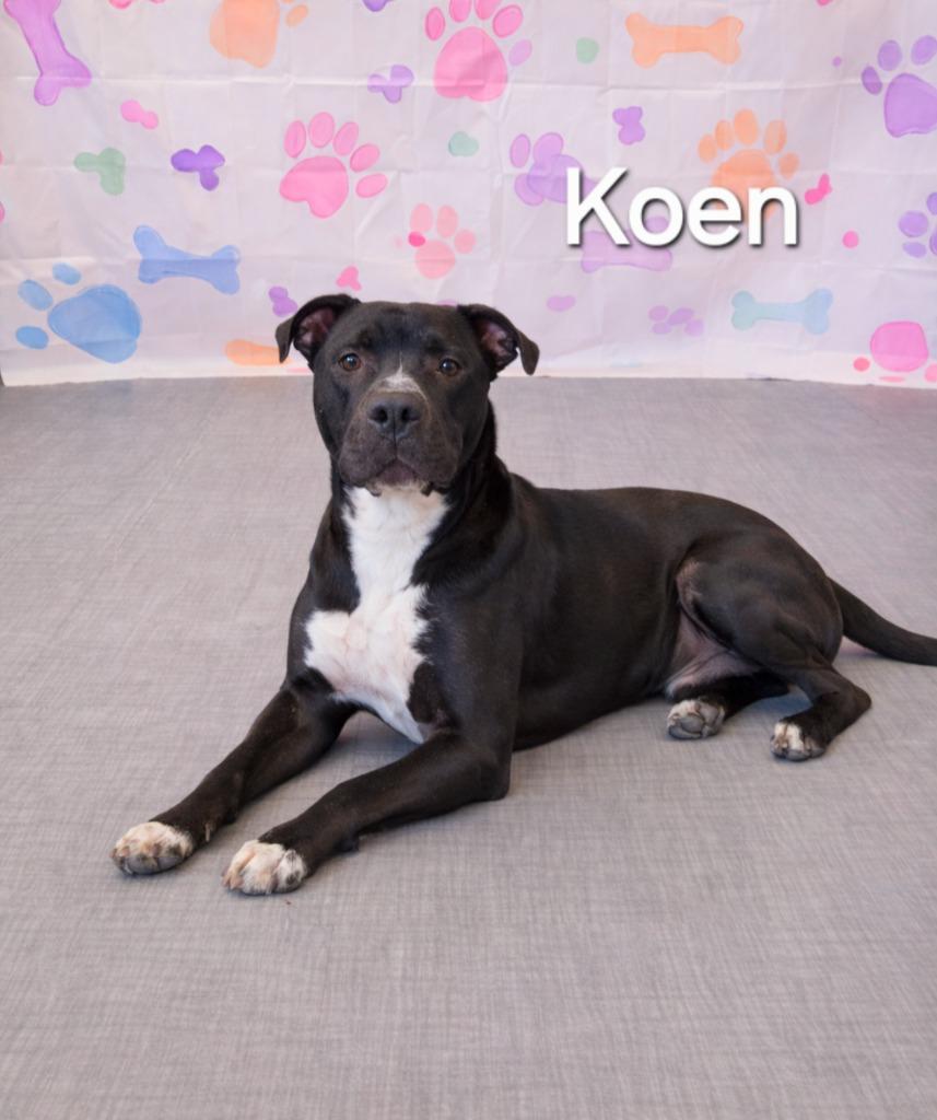Enlarge Koen Yrly 10, a Adoptable Pit Bull Terrier in Sidney, OH image 4/6