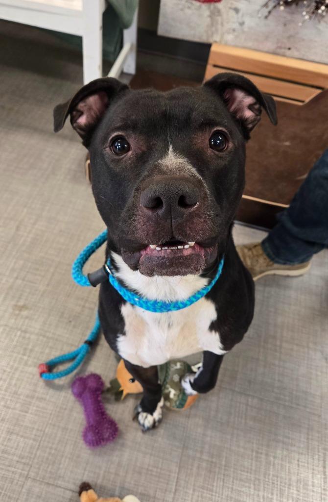 Enlarge Koen Yrly 10, a Adoptable Pit Bull Terrier in Sidney, OH image 5/6