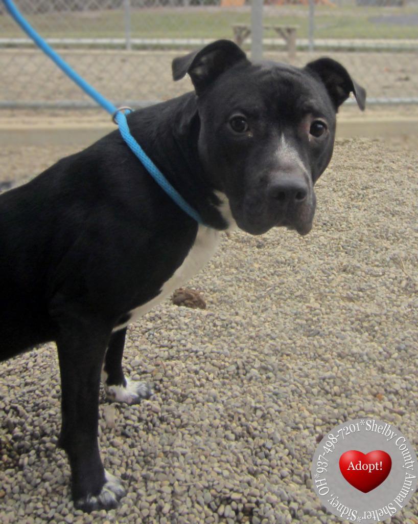Enlarge Koen Yrly 10, a Adoptable Pit Bull Terrier in Sidney, OH image 6/6