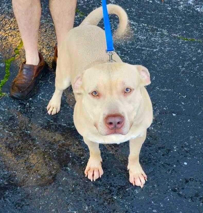 Enlarge Mondo, a ADOPTABLE Mixed Breed in New Albany, OH image 2/4