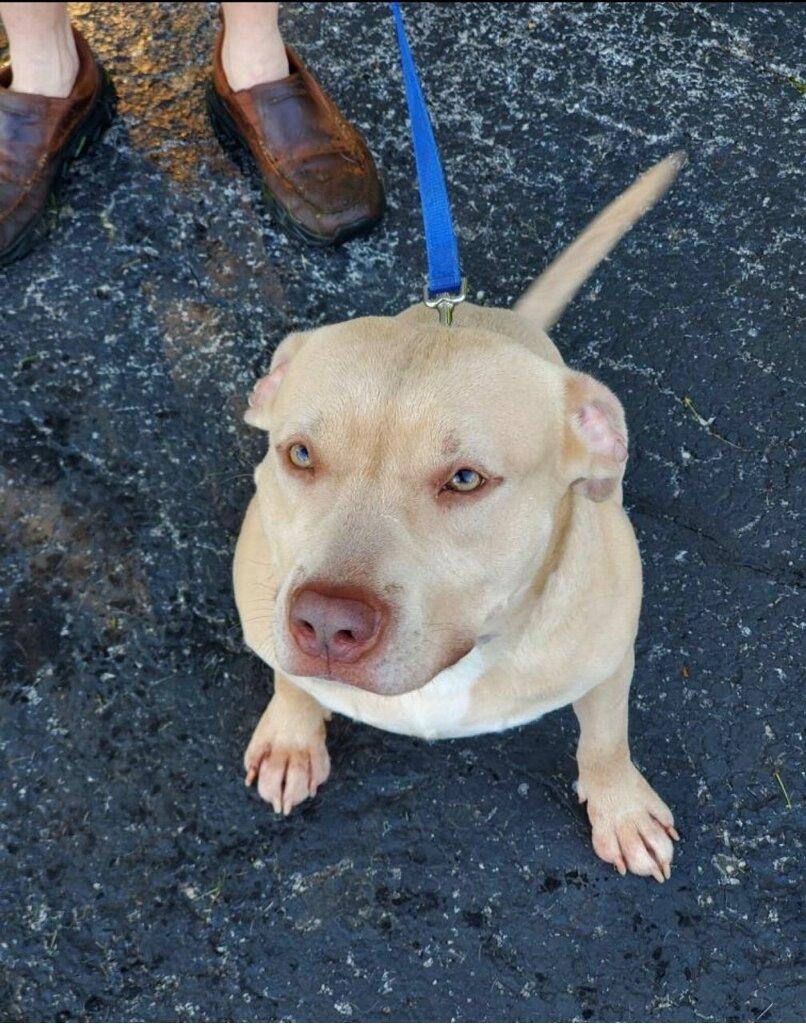 Enlarge Mondo, a ADOPTABLE Mixed Breed in New Albany, OH image 3/4