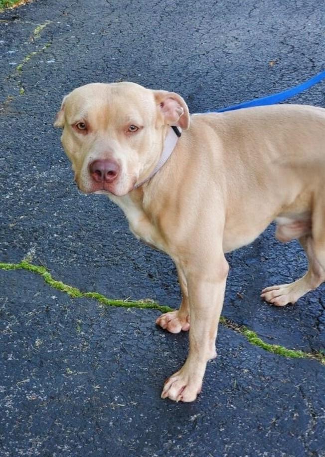 Enlarge Mondo, a ADOPTABLE Mixed Breed in New Albany, OH image 4/4